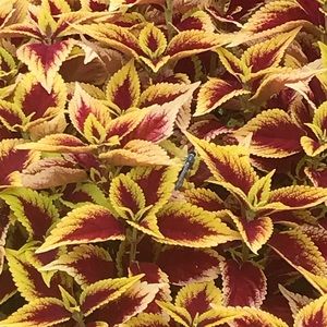 Meet your Posher, Siobhan